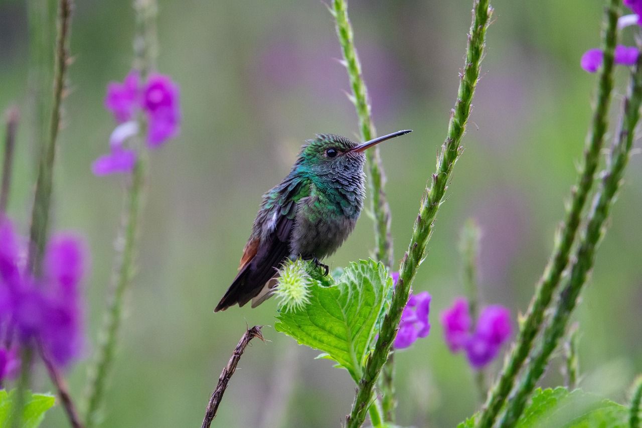 découvrez l'importance de la biodiversité, sa richesse et les moyens de la préserver pour un avenir durable.