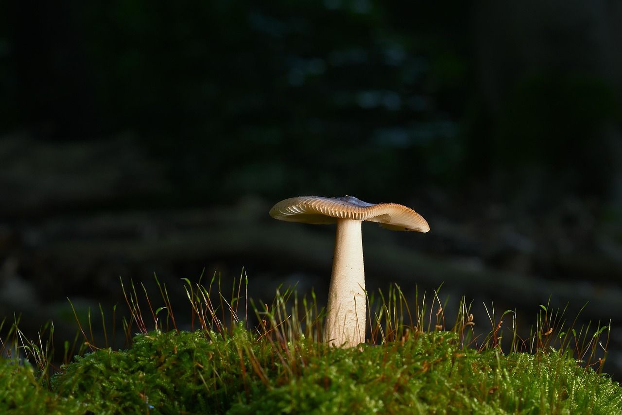 découvrez tout sur les forêts : leur importance pour la biodiversité, leur rôle dans la régulation du climat et les actions essentielles pour leur préservation.