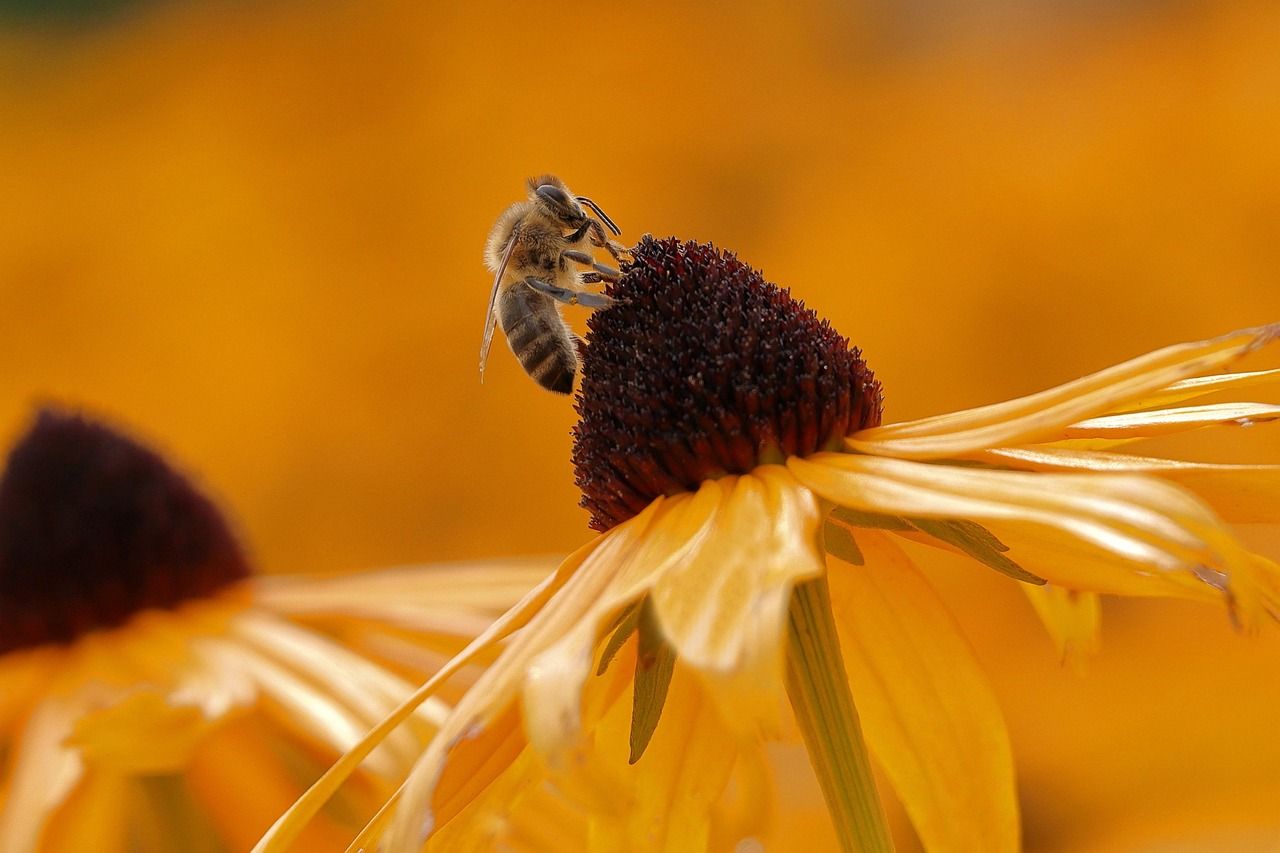 découvrez l'importance de la biodiversité au jardin et apprenez à créer un espace naturel riche et équilibré pour favoriser la faune et la flore locales.