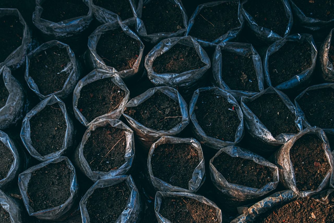 guide complet sur la plantation : conseils pratiques pour réussir la mise en terre de vos plantes et assurer leur croissance optimale.