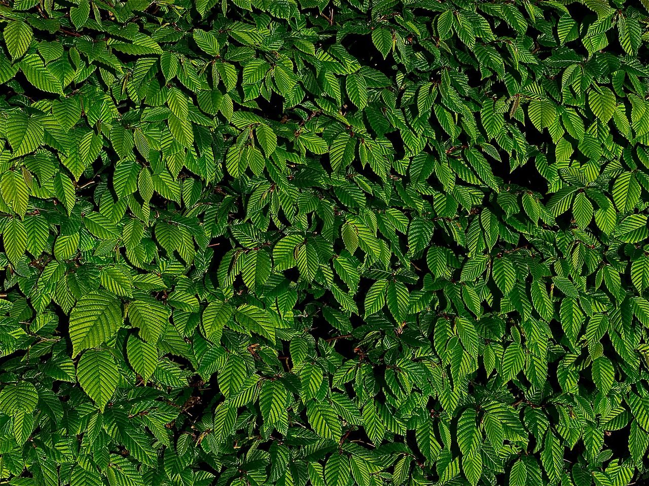 découvrez tout sur les haies : conseils de plantation, entretien, choix des espèces et astuces pour créer un jardin harmonieux et protégé.