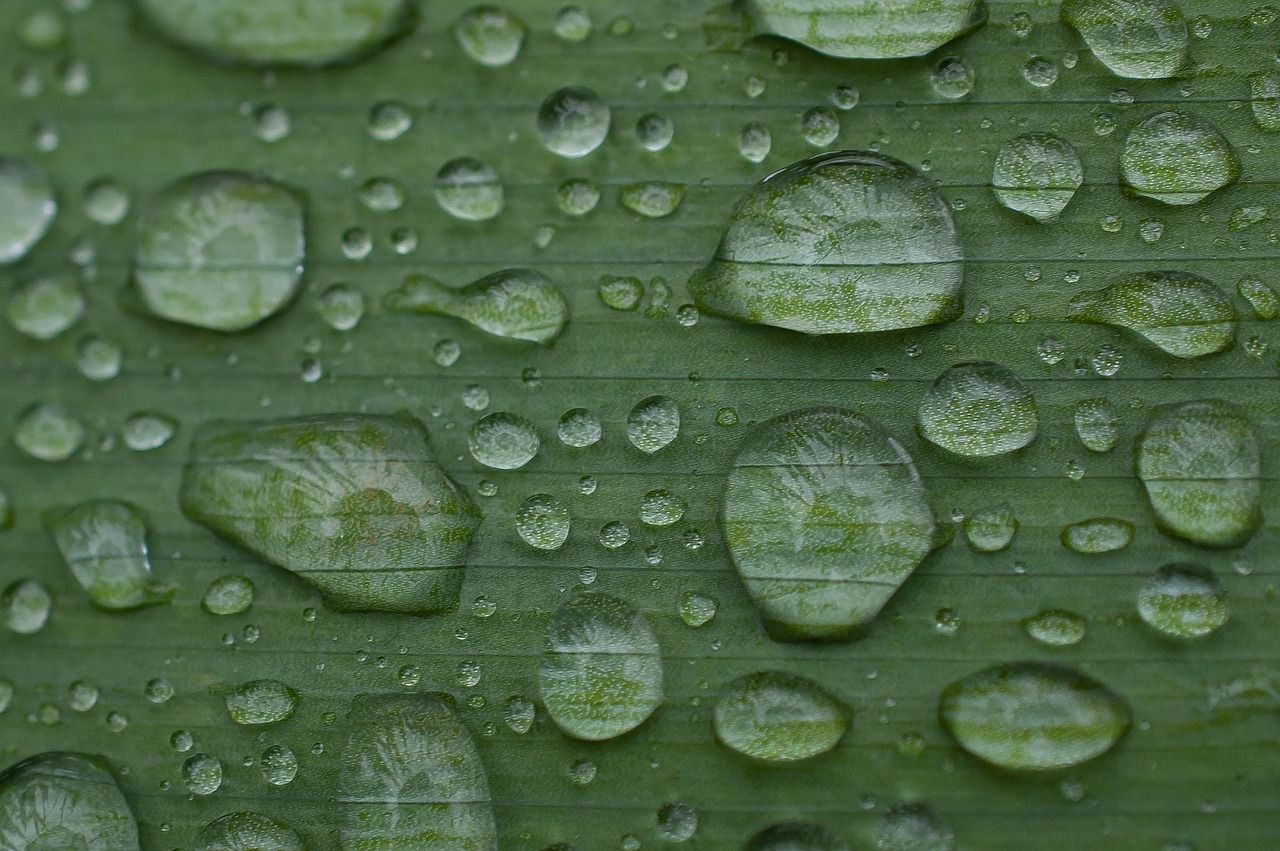 découvrez les causes courantes de la chute des feuilles chez les plantes d’intérieur et d’extérieur, ainsi que des conseils pratiques pour prévenir et traiter ce phénomène naturel.