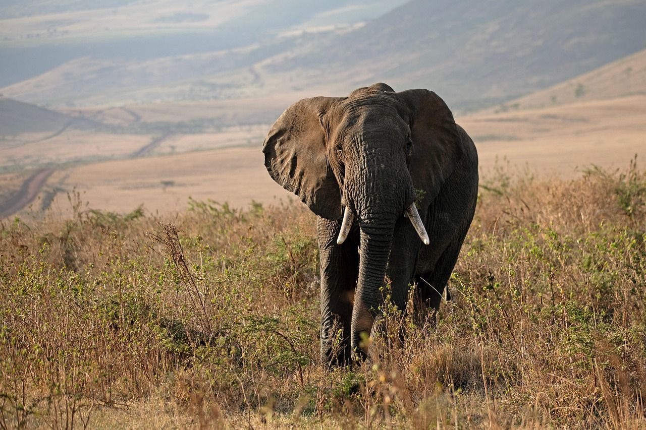 découvrez l'afrique : un continent riche en culture, paysages naturels époustouflants et une histoire fascinante.