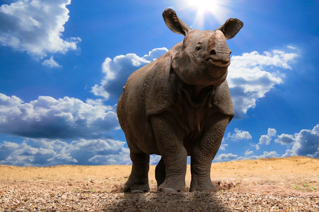 découvrez les causes, impacts et solutions du changement climatique pour préserver notre planète et assurer un avenir durable.