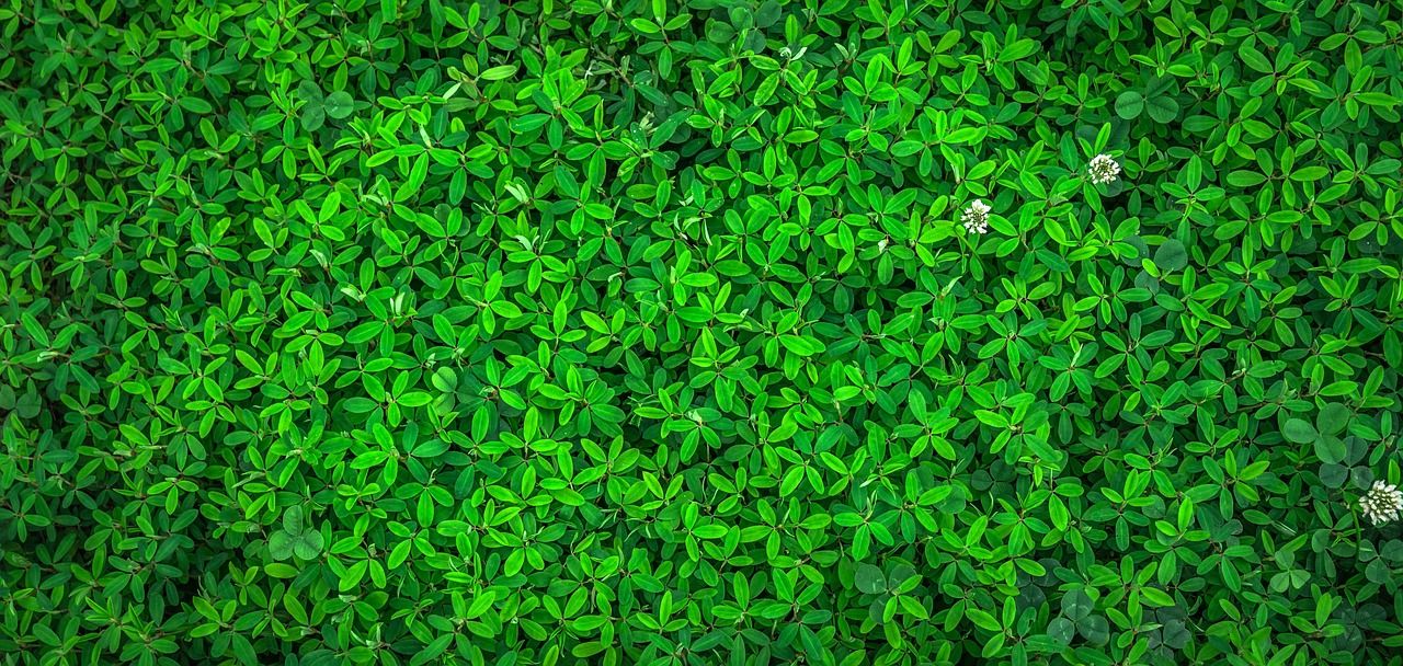 découvrez nos produits de nettoyage écologiques, efficaces et respectueux de l'environnement pour une maison propre et saine.