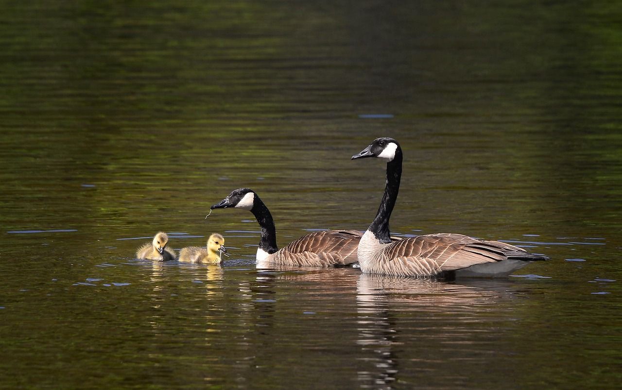 découvrez l'importance de la biodiversité pour notre planète. explorez les défis actuels, les menaces qui pèsent sur les écosystèmes et les actions à entreprendre pour préserver la diversité biologique et assurer un avenir durable.