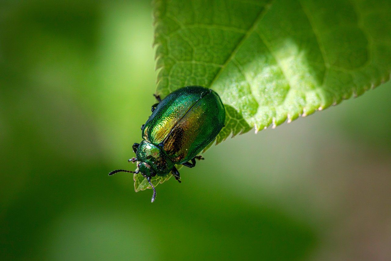 découvrez l’écologie, la science qui étudie les relations entre les êtres vivants et leur environnement. informez-vous sur l’importance de préserver la nature et adoptez des gestes écoresponsables pour un avenir durable.