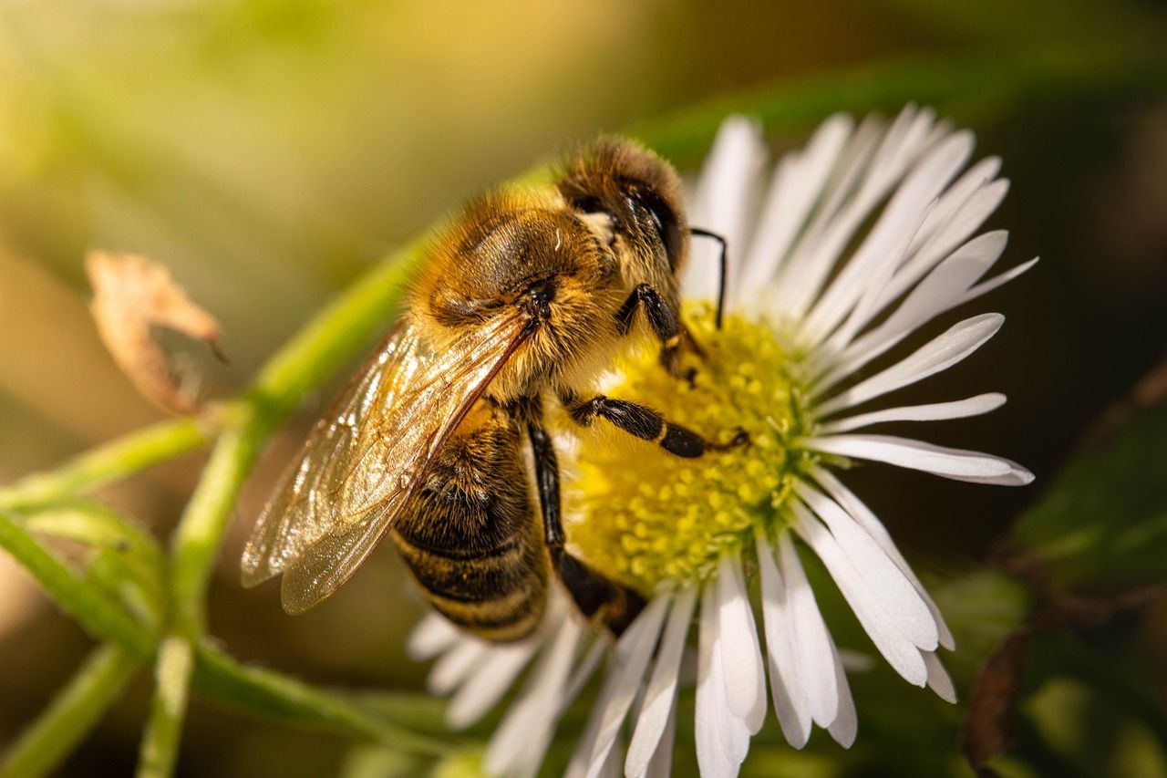 découvrez tout sur les abeilles : leur rôle essentiel dans la pollinisation, leur habitat, leur comportement fascinant et comment les protéger pour préserver la biodiversité.