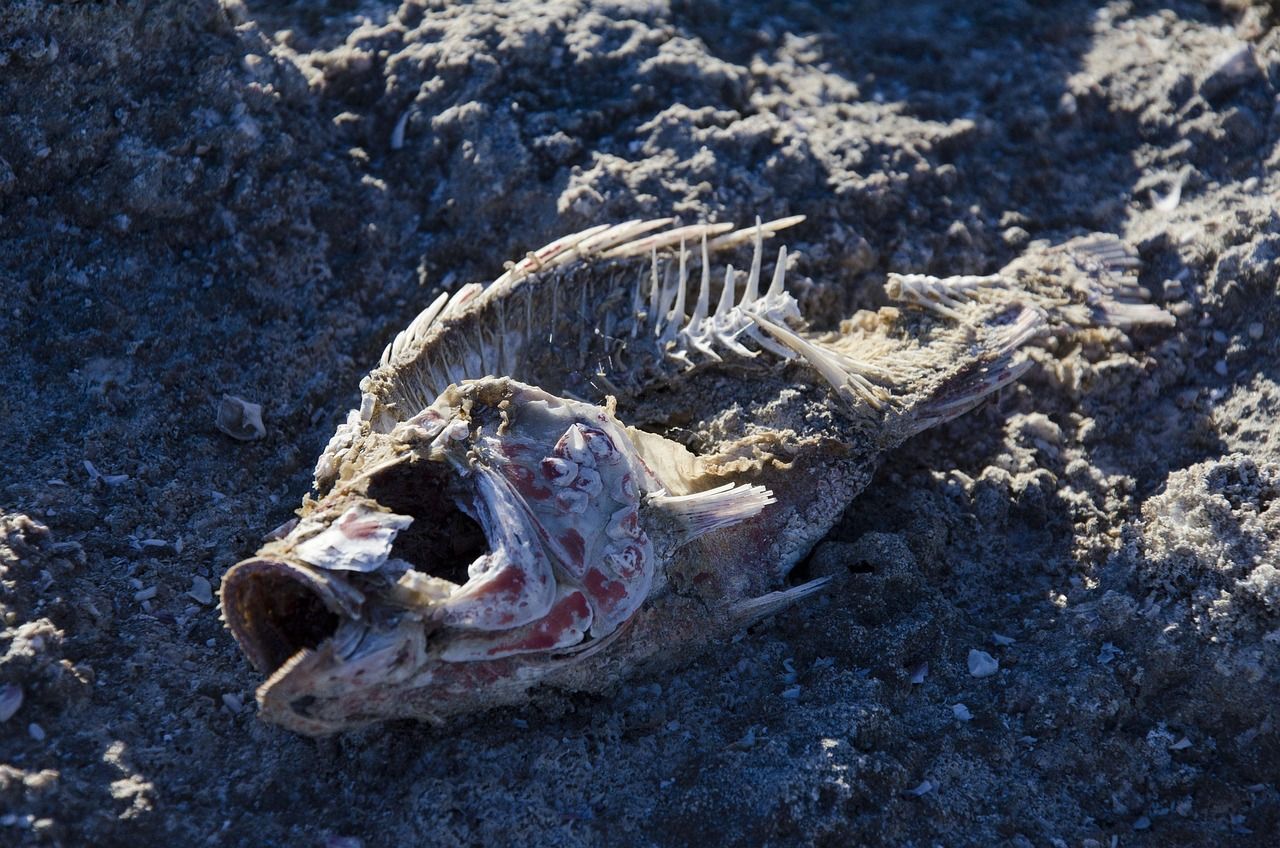 découvrez l'eau fossile, une ressource naturelle ancienne et précieuse, stockée depuis des milliers d'années dans les aquifères souterrains. apprenez son importance, son extraction et son impact environnemental.