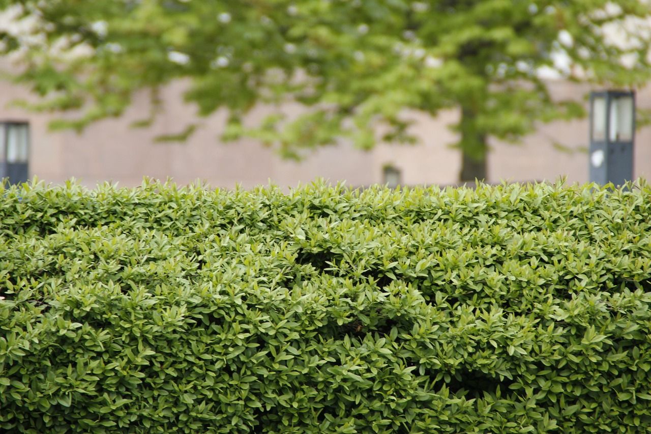 découvrez tout sur les haies : types, entretien, et conseils pour créer une limite naturelle élégante et fonctionnelle dans votre jardin.