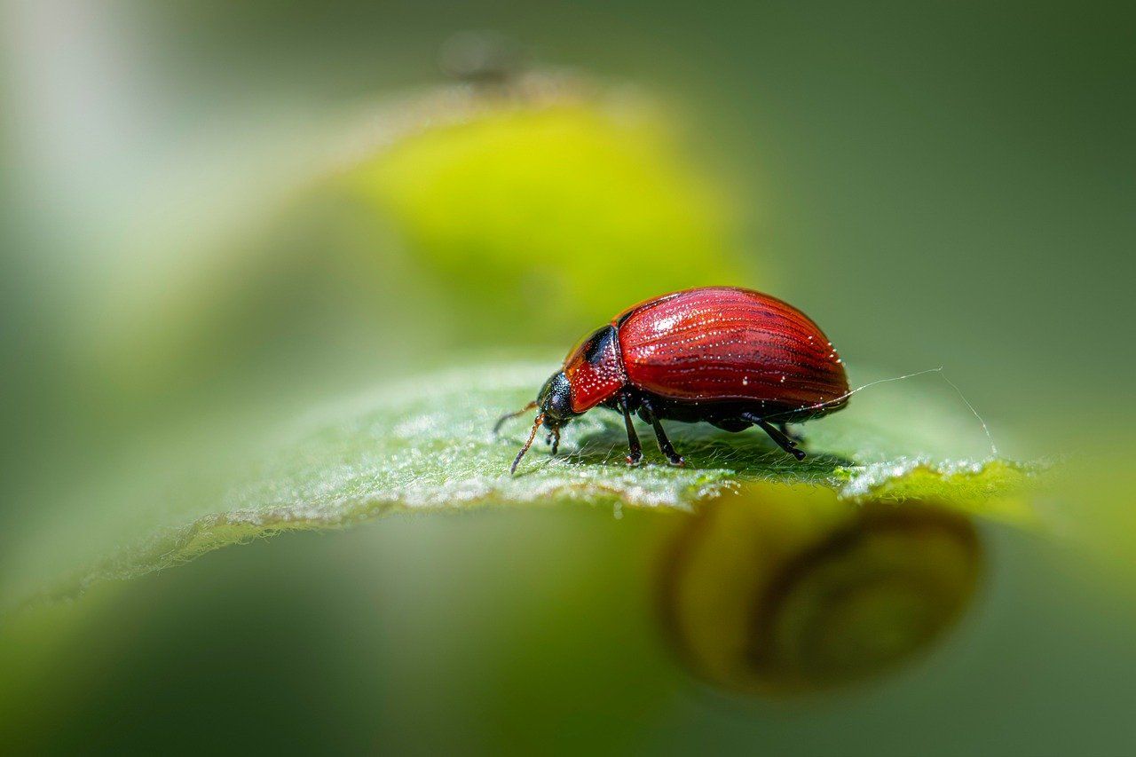 découvrez l'écologie restauratrice, une approche innovante visant à restaurer les écosystèmes dégradés et à promouvoir la biodiversité. explorez les techniques et les stratégies utilisées pour rétablir l'équilibre naturel tout en sensibilisant sur l'importance de la durabilité environnementale.