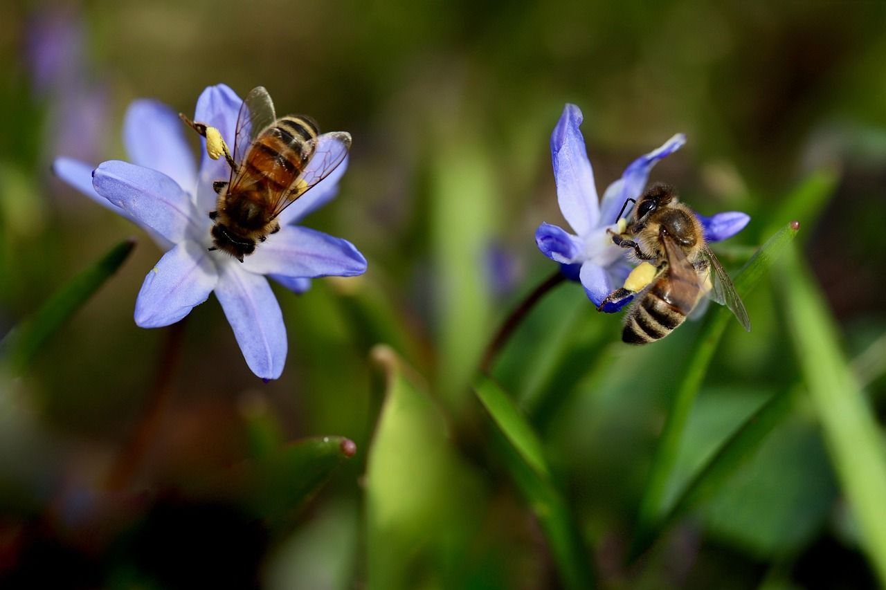 découvrez l'importance de la biodiversité, ses bienfaits pour l'environnement et les actions pour la préserver. informez-vous sur les enjeux écologiques et la diversité des espèces.