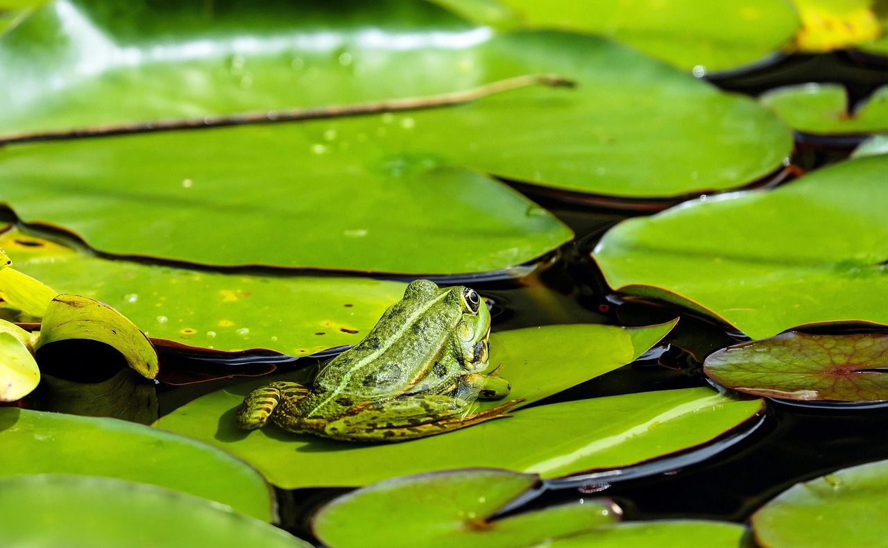 découvrez frog frequency, un jeu d'aventure rythmique unique où vous guidez une grenouille au rythme de la musique pour surmonter des obstacles passionnants.