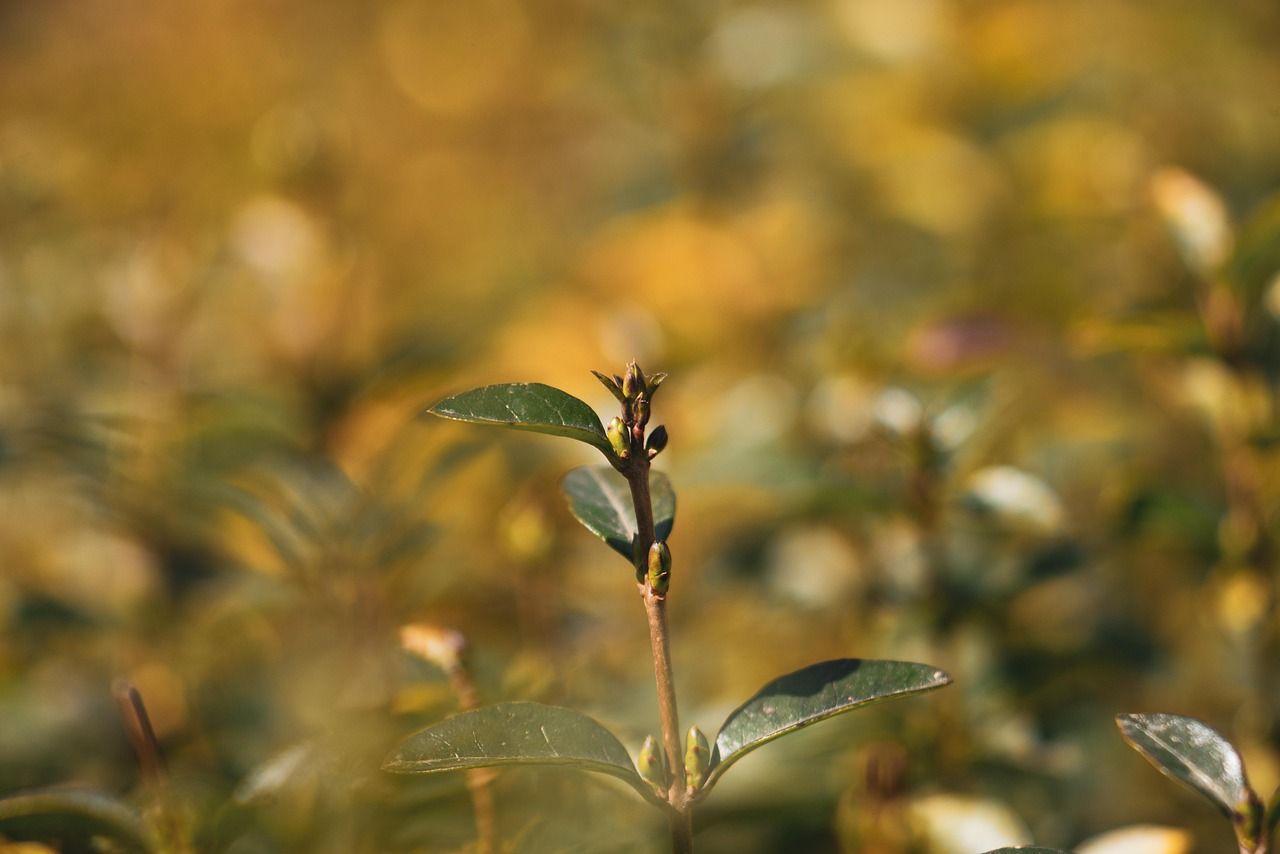 découvrez l'importance et les avantages des haies champêtres (hedgerow) pour la biodiversité, la protection des cultures et l'aménagement paysager.