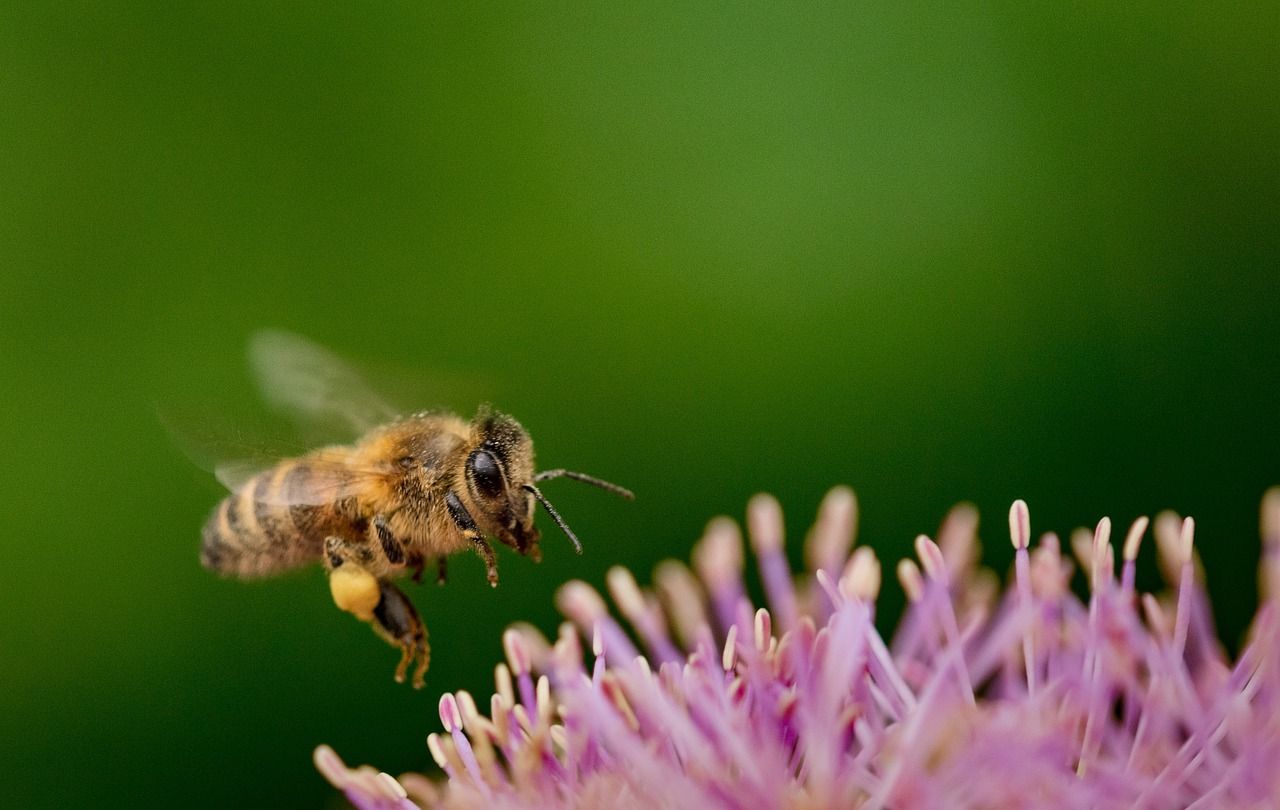 découvrez l'importance de la biodiversité pour notre planète, son rôle essentiel dans les écosystèmes, et comment nous pouvons contribuer à sa préservation pour les générations futures.