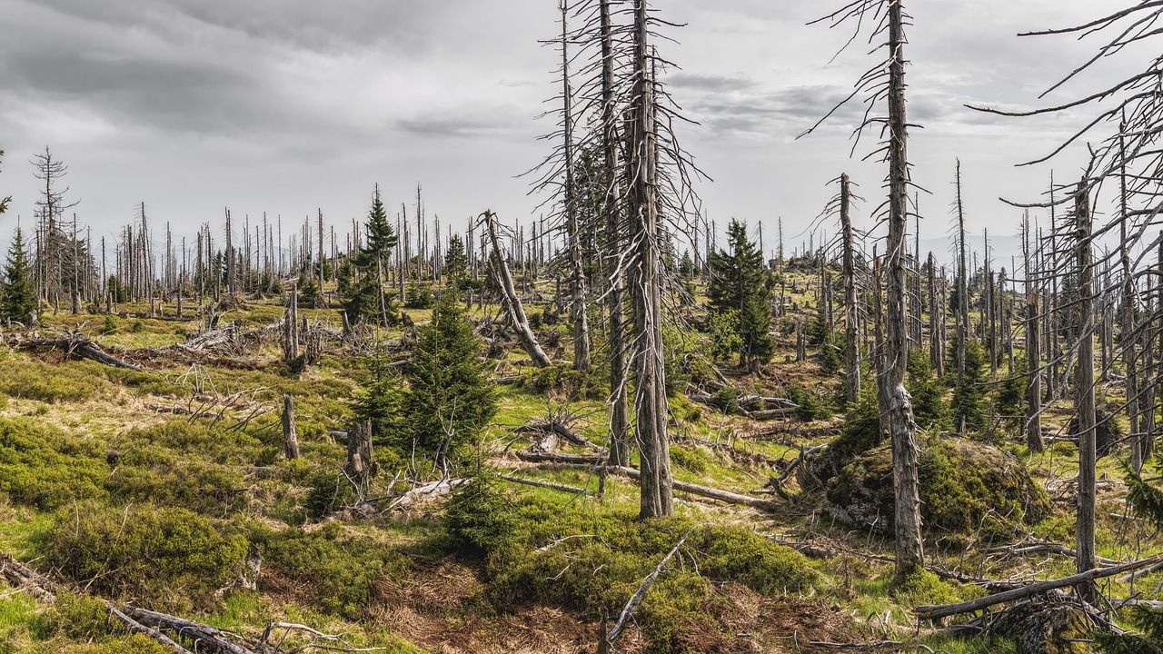 découvrez l'éducation environnementale, une approche essentielle pour sensibiliser les individus à la protection de notre planète. apprenez comment intégrer des pratiques durables dans votre quotidien et inspirez les futures générations à respecter et préserver notre environnement.