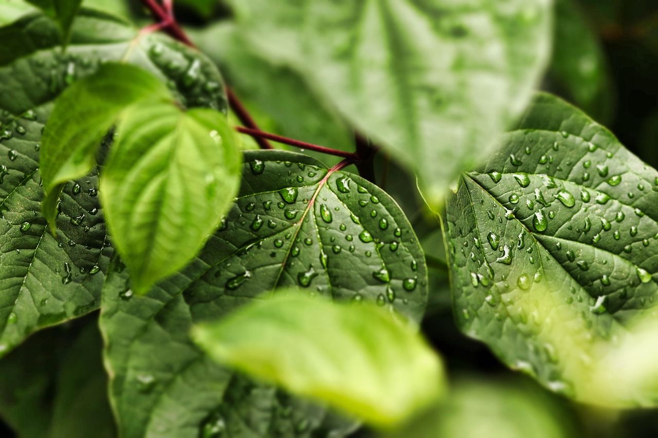 découvrez notre emballage écologique, une solution durable et réutilisable pour réduire les déchets et protéger votre alimentation tout en respectant l'environnement.