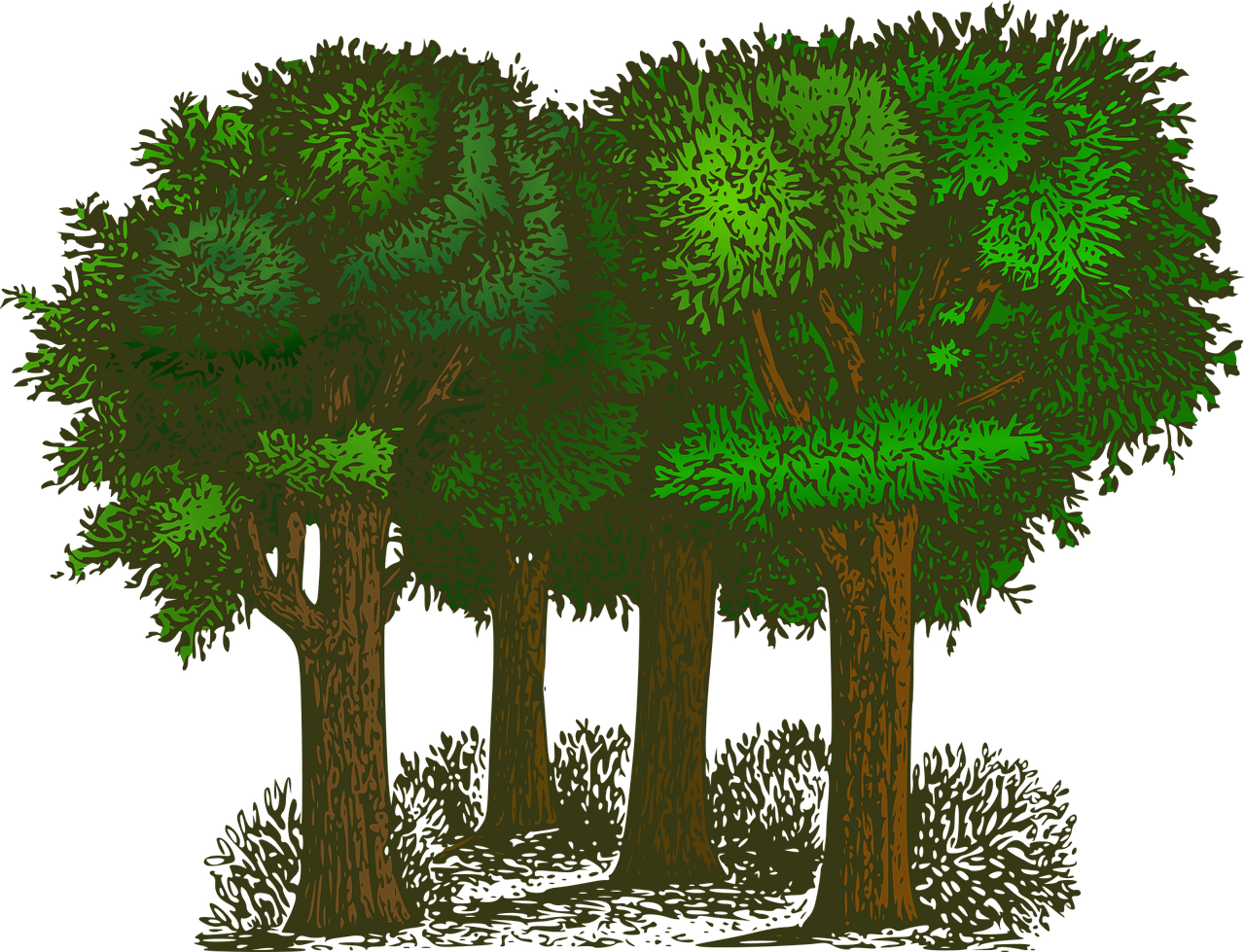 découvrez les enjeux de l'écologie, les solutions pour protéger notre planète et promouvoir un mode de vie durable.
