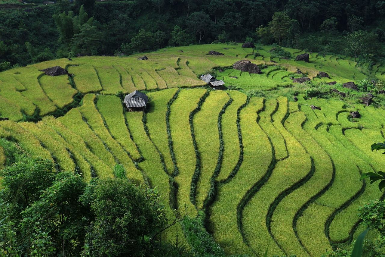 découvrez comment le riz résistant au climat peut assurer la sécurité alimentaire face aux changements climatiques et préserver les récoltes des conditions extrêmes.