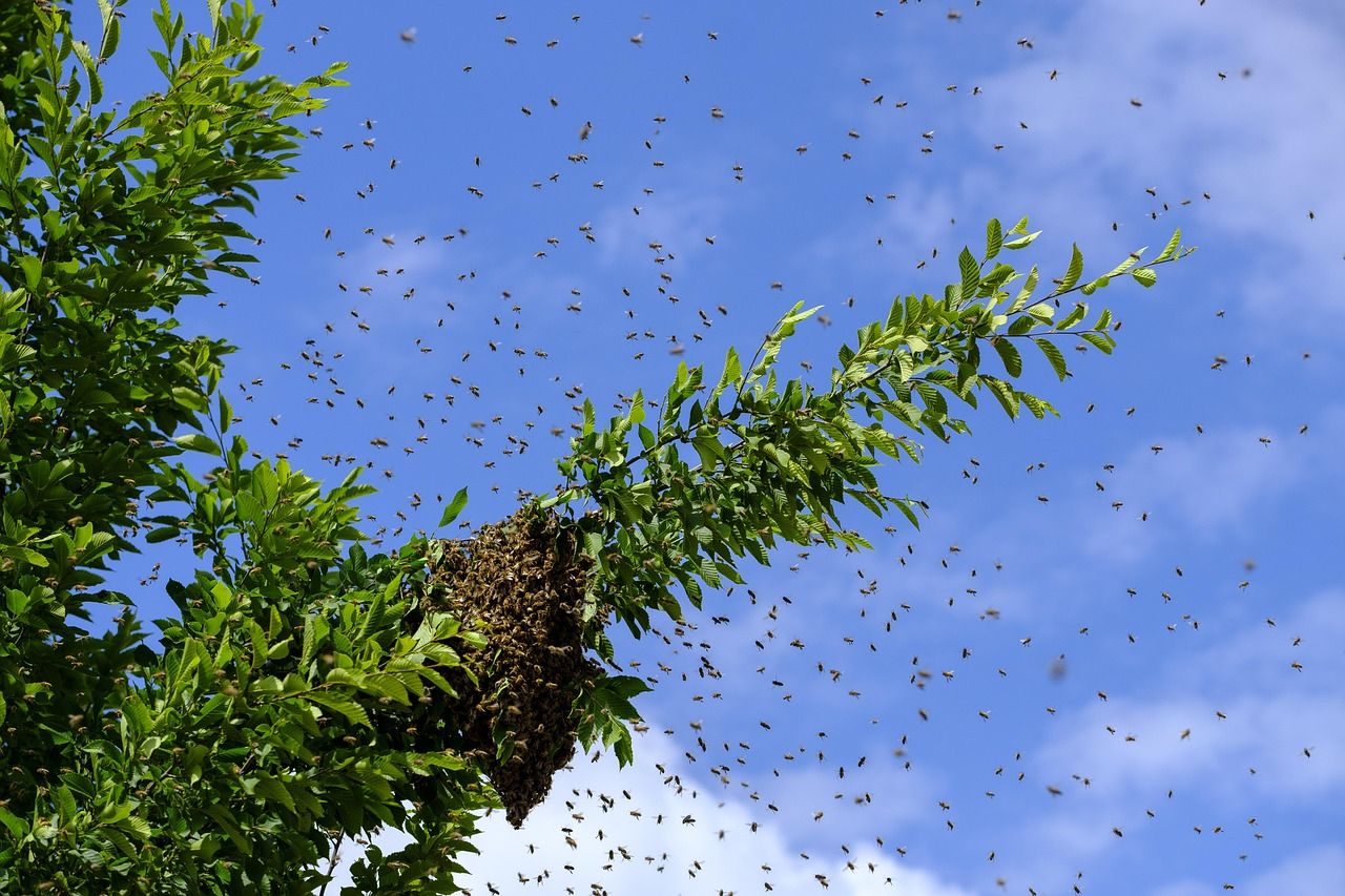 découvrez l'importance des abeilles dans notre écosystème, leur rôle essentiel dans la pollinisation et comment les protéger pour préserver la biodiversité.