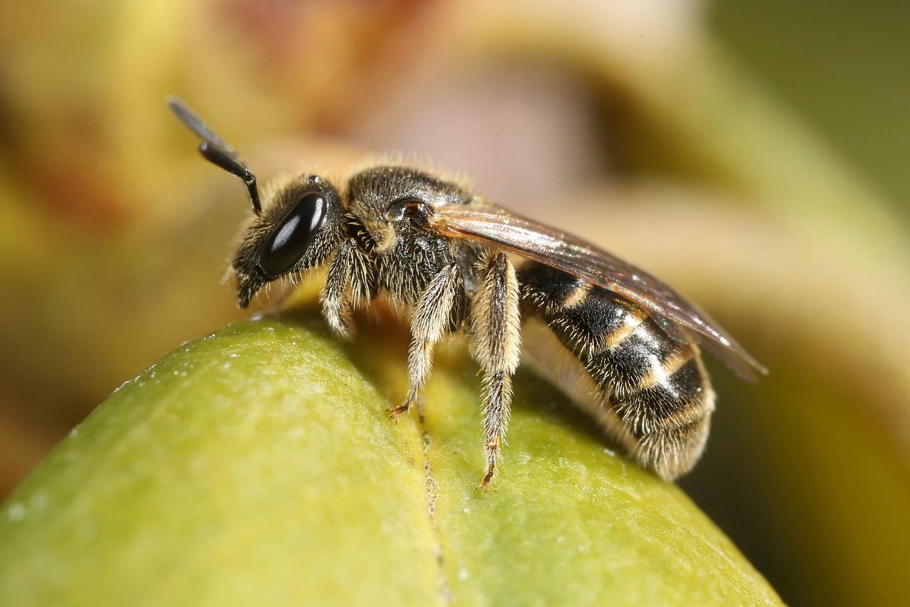 découvrez l'importance des pollinisateurs sauvages pour la biodiversité et l'agriculture, et comment les protéger pour un écosystème durable.