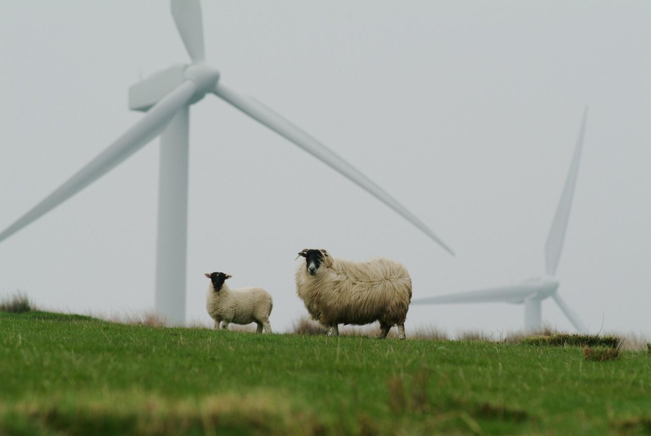 découvrez comment adopter des pratiques durables pour préserver l'environnement et promouvoir un avenir responsable grâce à nos conseils sur la durabilité.
