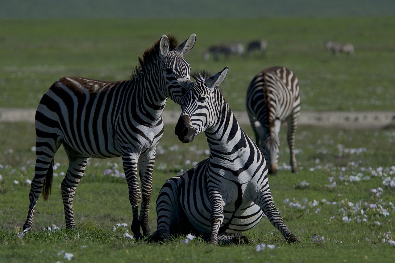 découvrez la richesse de la biodiversité, un aspect essentiel de notre planète qui soutient l'équilibre des écosystèmes. apprenez comment la diversité des espèces contribue à la santé de notre environnement et explorez les mesures à prendre pour protéger cette précieuse ressource.