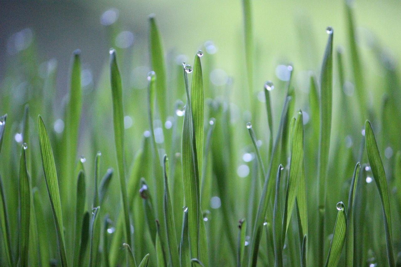 découvrez le programme des eco-ambassadeurs, une initiative qui encourage les individus à prendre des initiatives durables et à promouvoir des pratiques respectueuses de l'environnement. rejoignez-nous pour inspirer le changement et préserver notre planète pour les générations futures.