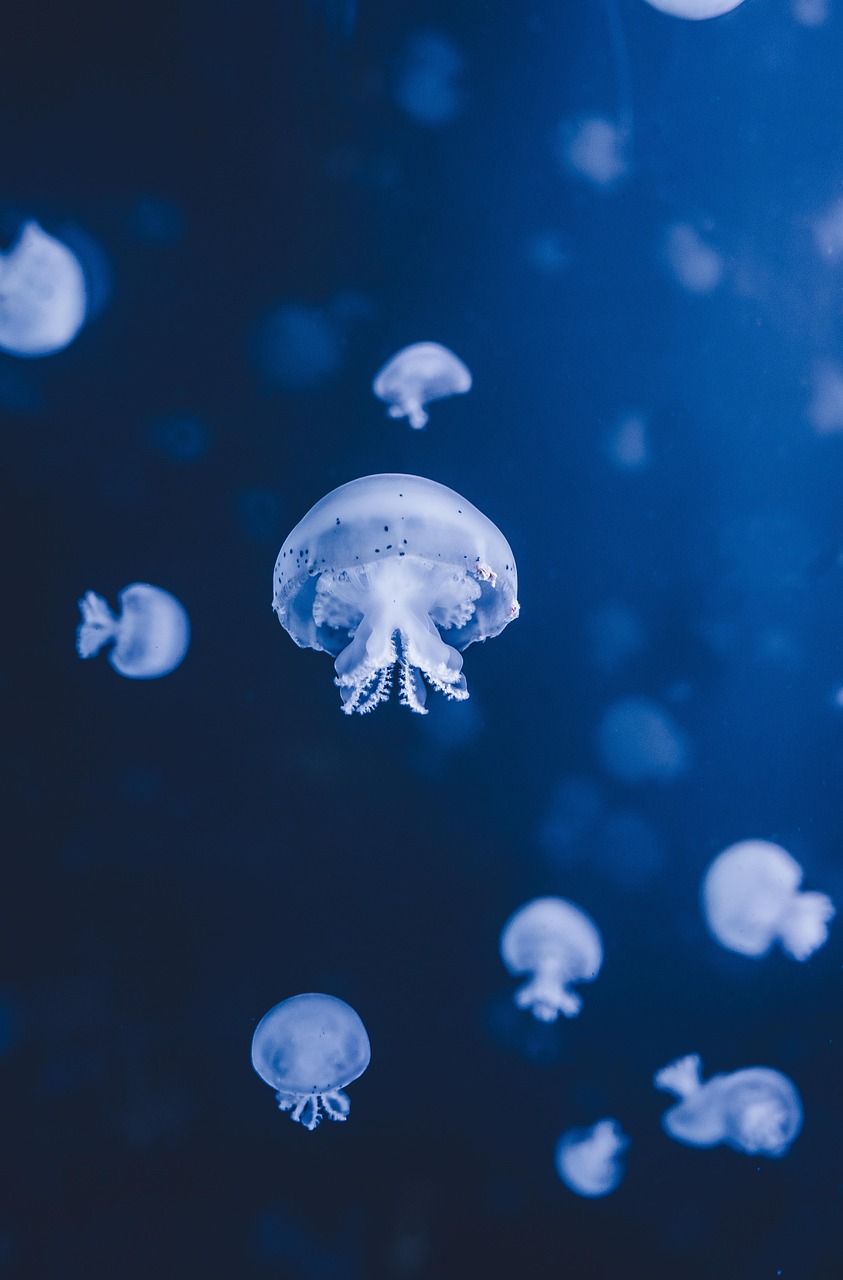 découvrez les fascinantes nuances de l'océan à travers notre exploration des couleurs marines. plongez dans un monde de bleu profond, de turquoise éclatant et de vert apaisant, et apprenez comment ces teintes affectent notre perception et notre environnement.
