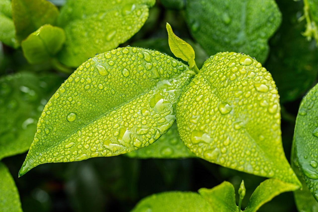 découvrez l'importance de l'écologie pour préserver notre planète et favoriser un développement durable respectueux de l'environnement.