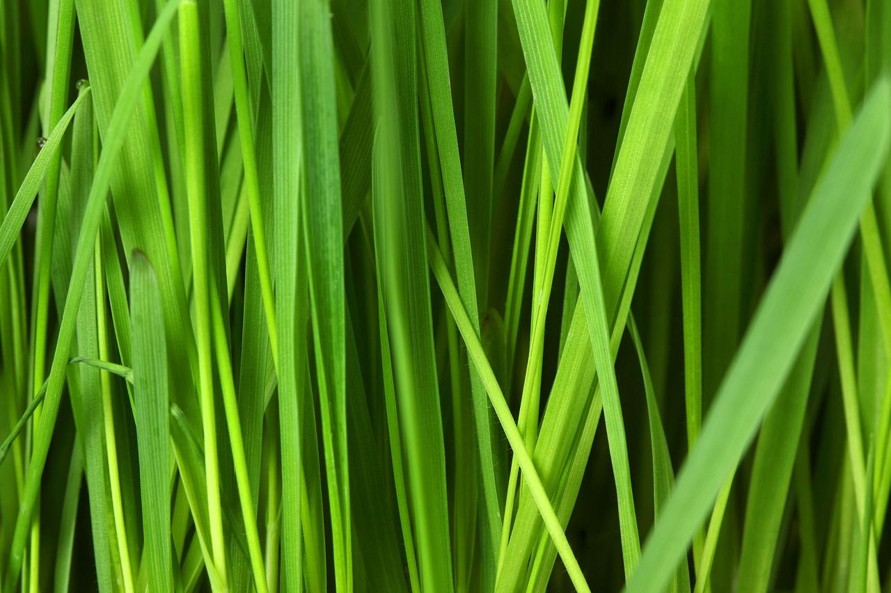 découvrez nos produits de nettoyage écologiques, efficaces et respectueux de l'environnement pour une maison saine et un avenir durable.