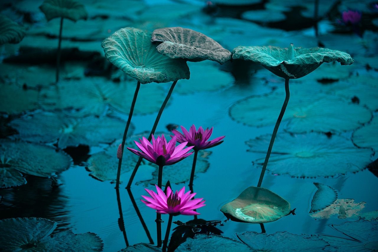 découvrez notre jardin tropical luxuriant, un paradis exotique rempli de plantes vibrantes et de paysages apaisants, idéal pour se détendre et échapper au quotidien.