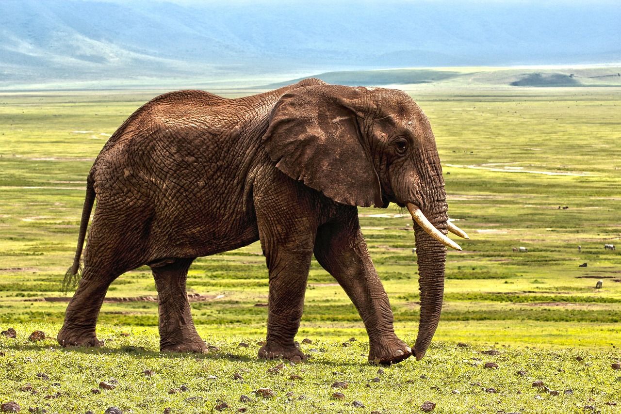 découvrez l'afrique, un continent riche en diversité culturelle, histoire fascinante et paysages époustouflants. explorez ses traditions, sa faune unique et ses villes dynamiques.