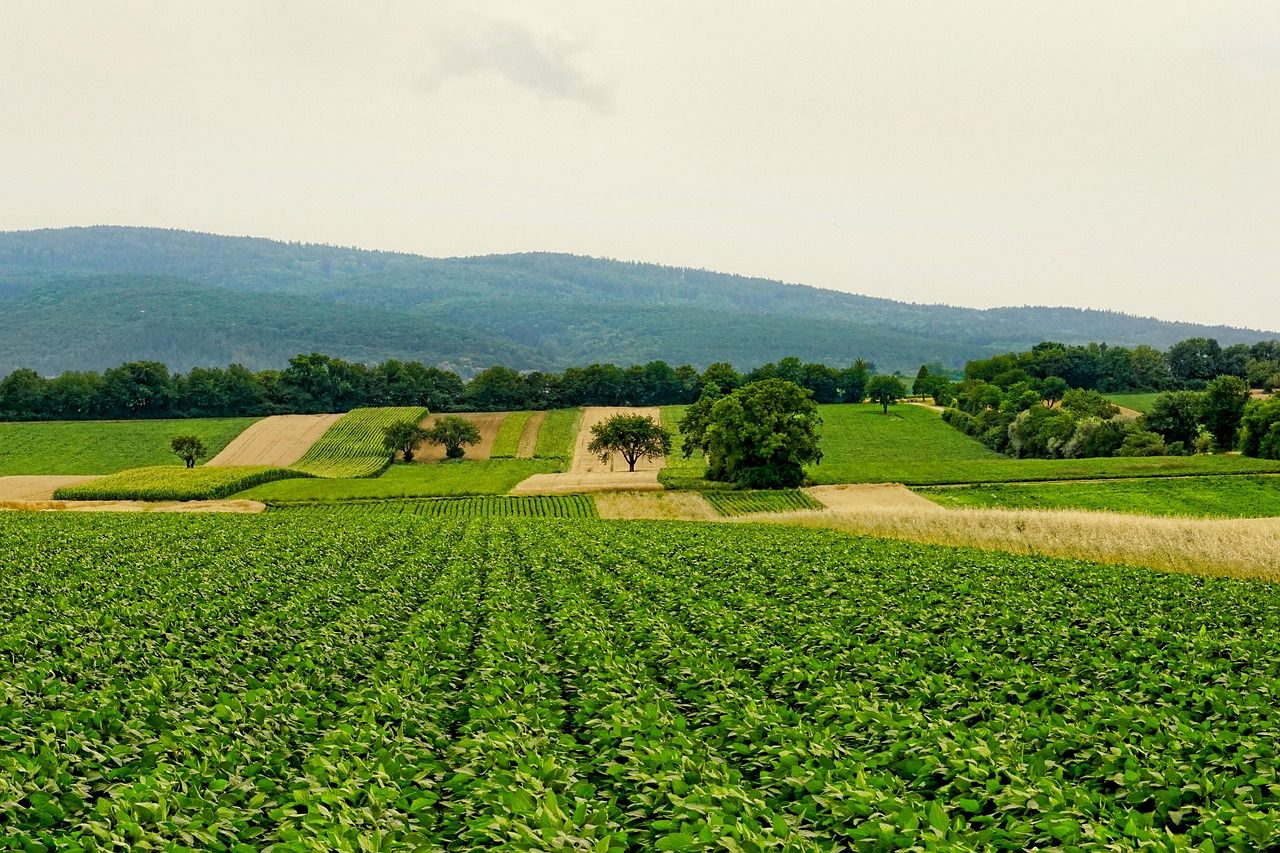 découvrez les principes de l'agriculture durable, qui allie respect de l'environnement, préservation des ressources naturelles et amélioration des rendements agricoles. apprenez comment cette approche contribue à un avenir plus écologique et équitable.
