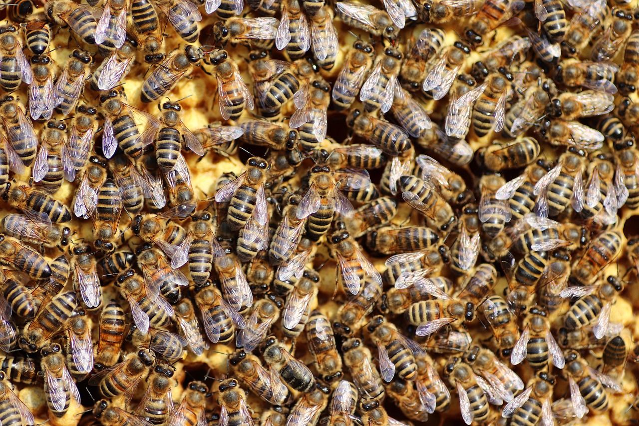 découvrez l'univers fascinant des abeilles, leur rôle crucial dans la pollinisation, et comment elles contribuent à la biodiversité et à l'équilibre de notre écosystème.