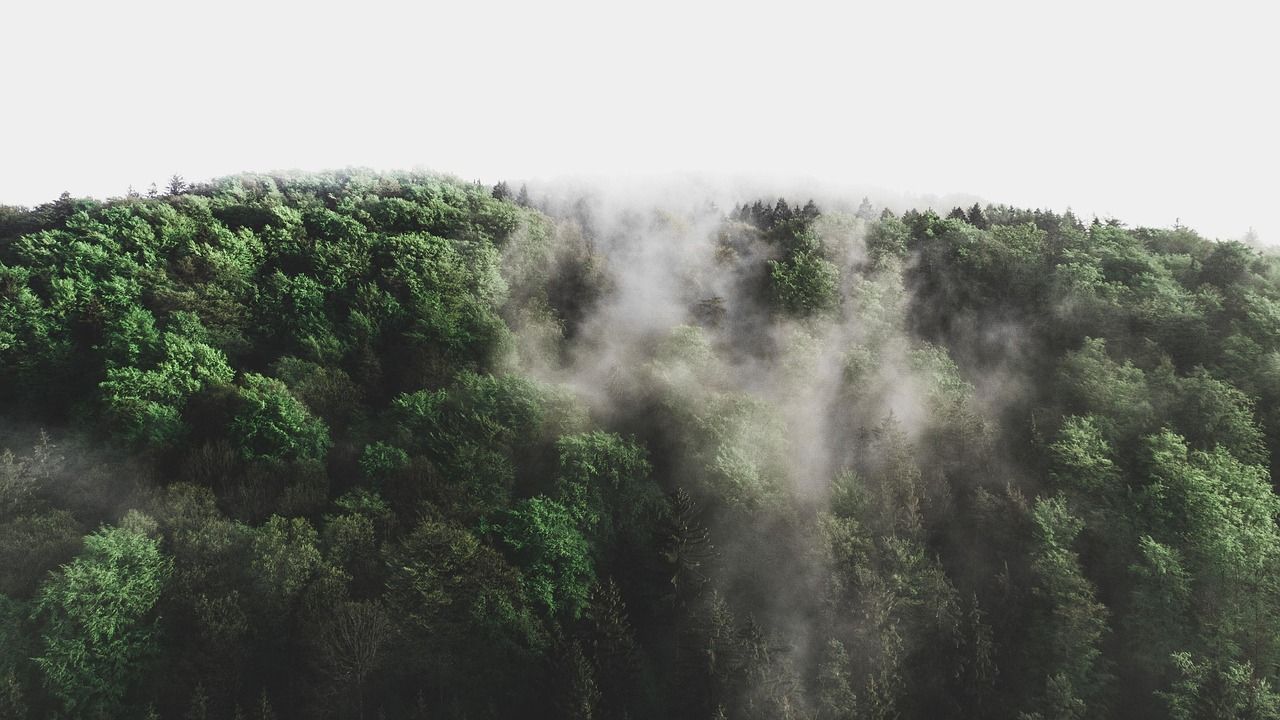 découvrez tout sur l'environnement : protection, biodiversité, développement durable et astuces pour préserver notre planète au quotidien.