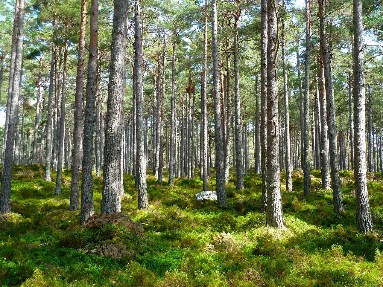 explorez les concepts fondamentaux de l'écologie, une science essentielle qui étudie les relations entre les organismes vivants et leur environnement. découvrez l'importance de la biodiversité, des écosystèmes et des initiatives durables pour préserver notre planète.