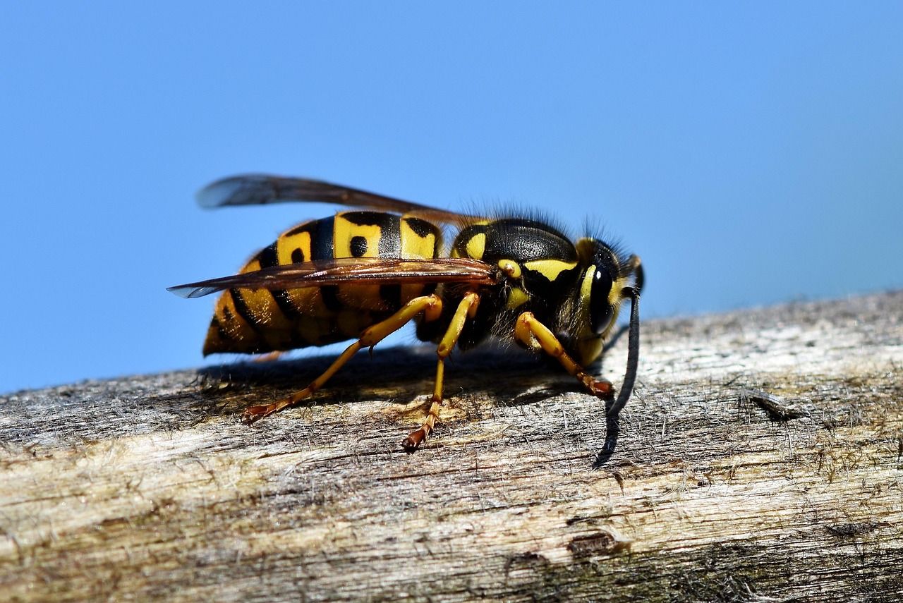 découvrez tout sur le frelon asiatique : son identification, ses dangers pour l'environnement et les méthodes efficaces pour le contrôler et le prévenir.