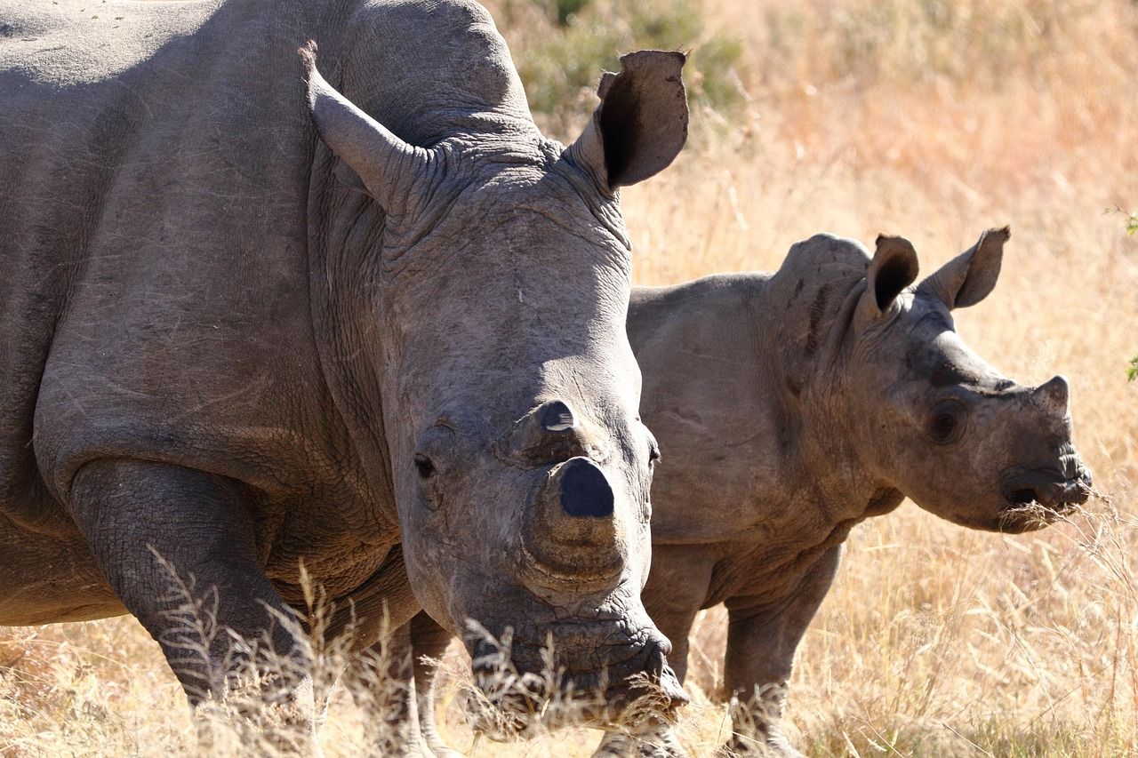 découvrez les espèces en danger d'extinction, leurs habitats menacés et les actions essentielles pour préserver la biodiversité mondiale.
