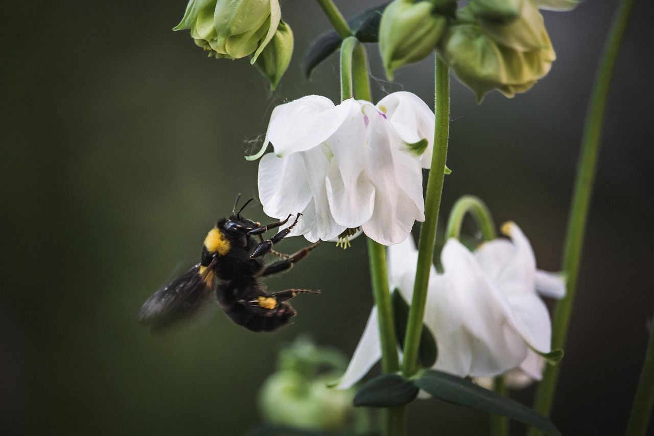 découvrez l'importance de la biodiversité dans les jardins et apprenez comment favoriser un écosystème sain et diversifié chez vous.