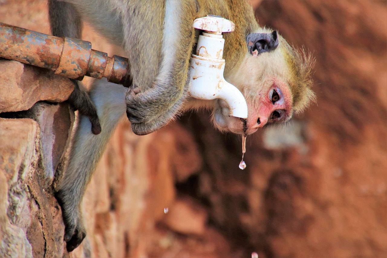 découvrez l'eau fossile, une ressource naturelle vieille de milliers d'années, son origine, son importance et les enjeux liés à son utilisation durable.
