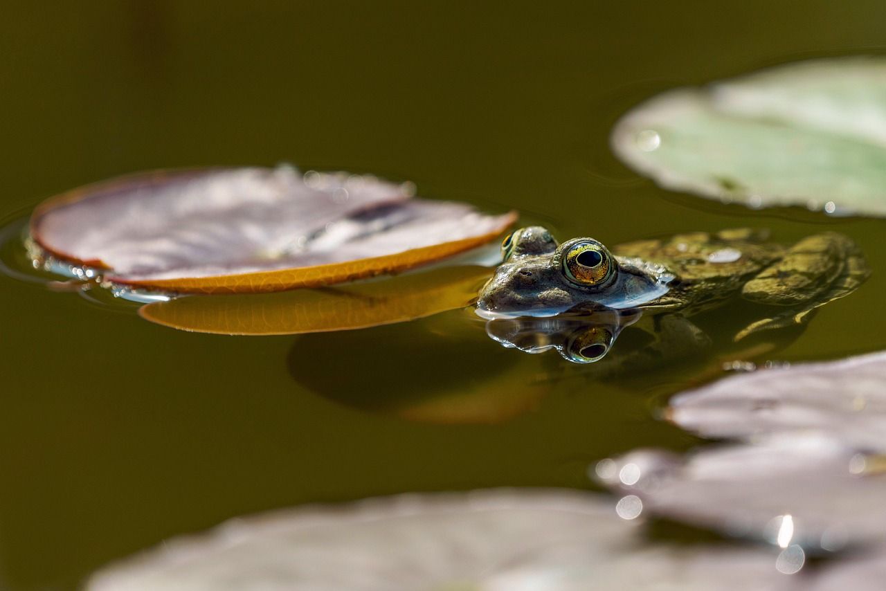 découvrez tout sur l'eau : ses propriétés, son importance vitale, ses usages et son impact sur notre environnement.