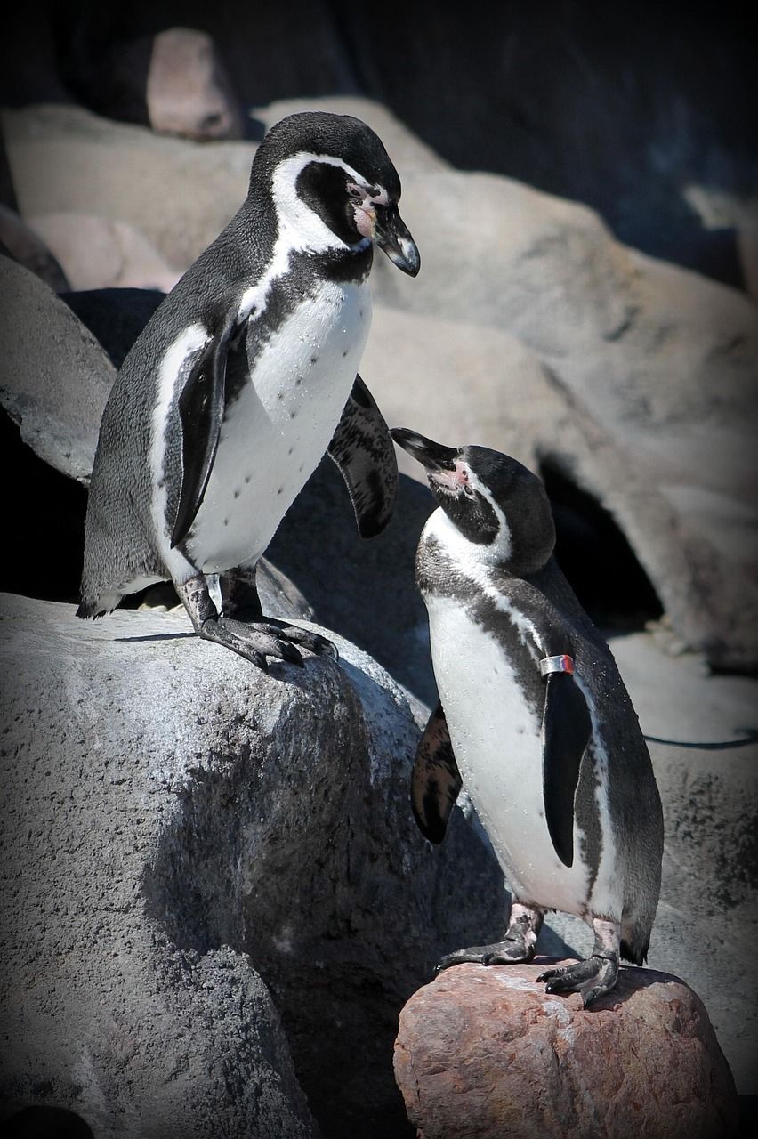 découvrez les principales menaces pesant sur la faune de l'antarctique et les mesures de protection indispensables pour préserver cet écosystème unique.