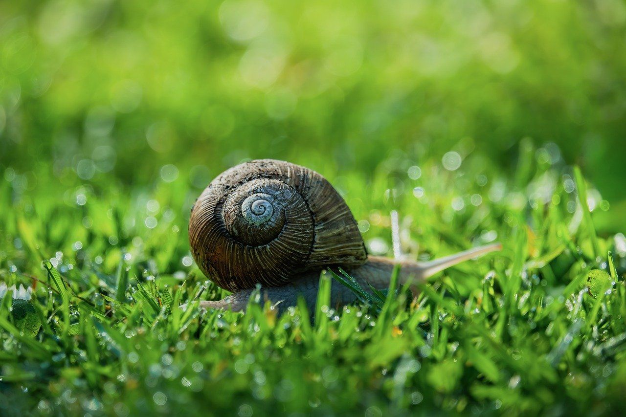 découvrez l'importance de l'environnement, les enjeux écologiques actuels et les actions pour protéger notre planète.