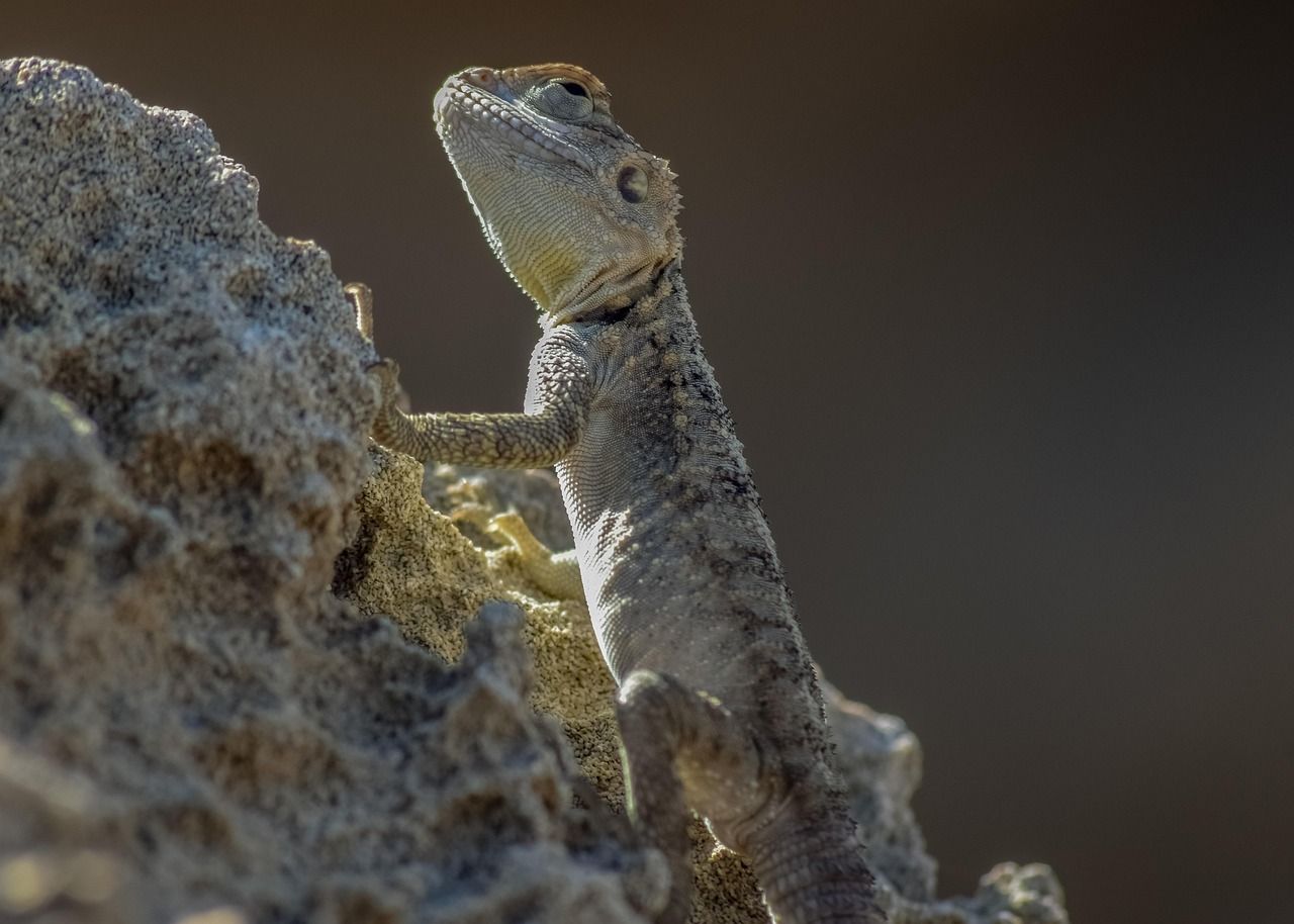 découvrez comment l'adaptation influence notre vie quotidienne, des écosystèmes naturels aux évolutions personnelles. apprenez l'importance de s'ajuster aux changements pour prospérer dans un monde en constante évolution.