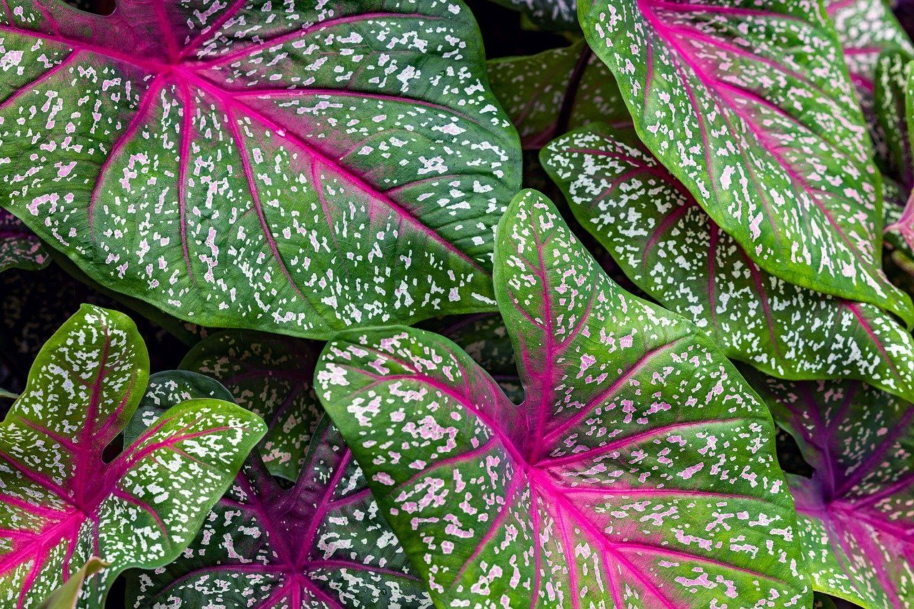 découvrez notre jardin tropical luxuriant, un véritable paradis exotique avec une végétation luxuriante et une ambiance chaleureuse toute l'année.