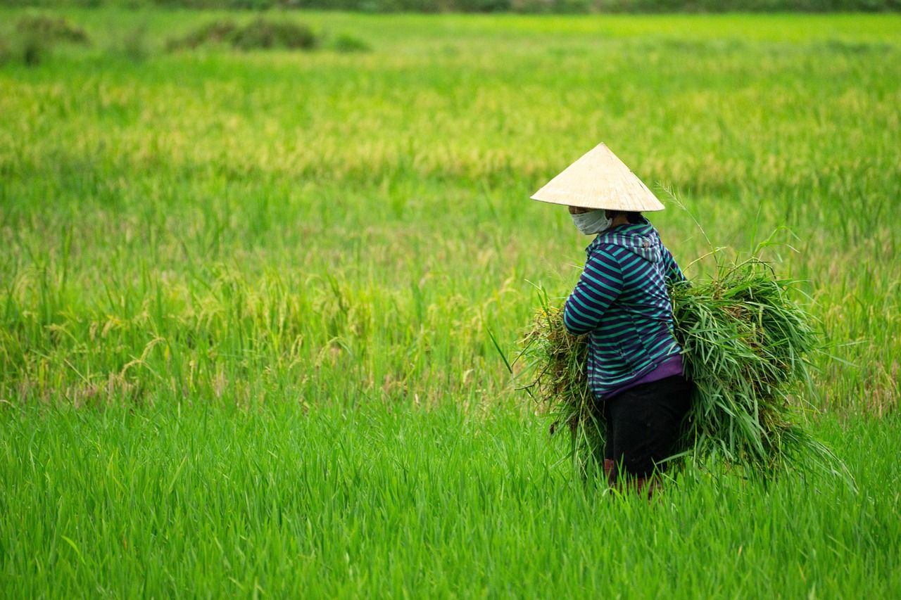 découvrez le riz résistant au climat, une solution innovante pour sécuriser la production agricole face aux changements climatiques et garantir la sécurité alimentaire mondiale.