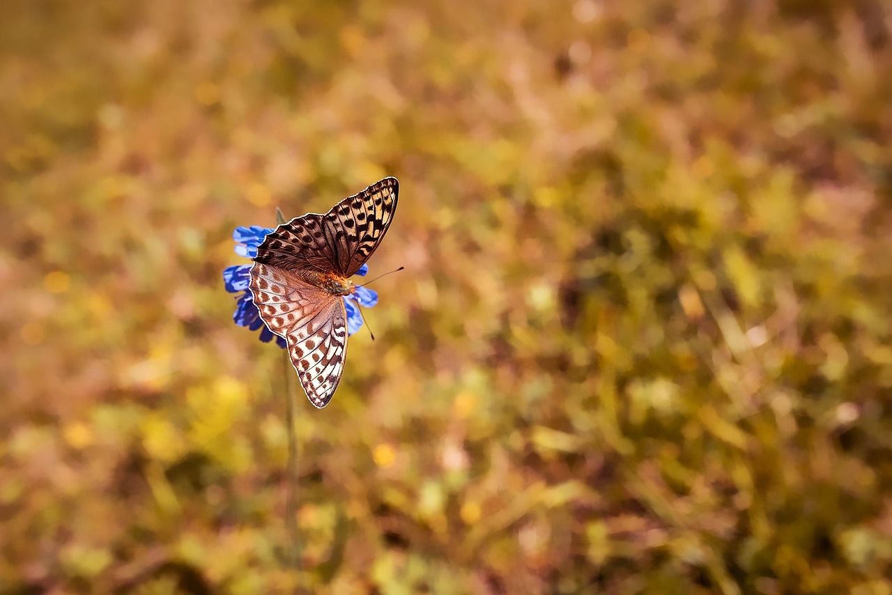 découvrez l'importance de la biodiversité dans votre jardin et comment créer un espace riche en diversité végétale et animale pour un écosystème équilibré.