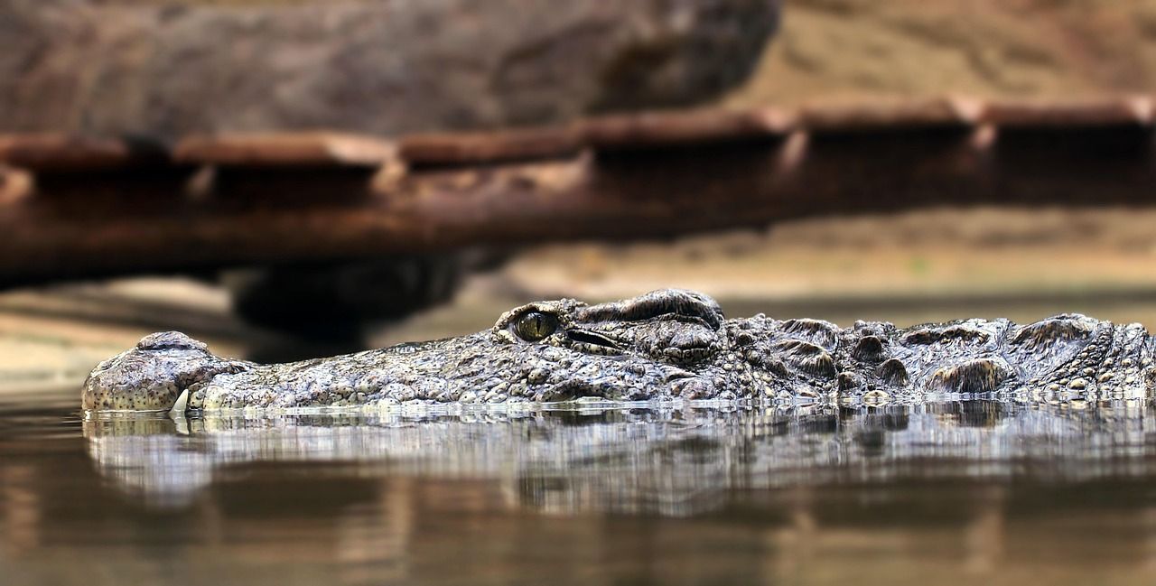 découvrez les espèces menacées, leur importance pour la biodiversité et les actions nécessaires pour protéger notre planète.