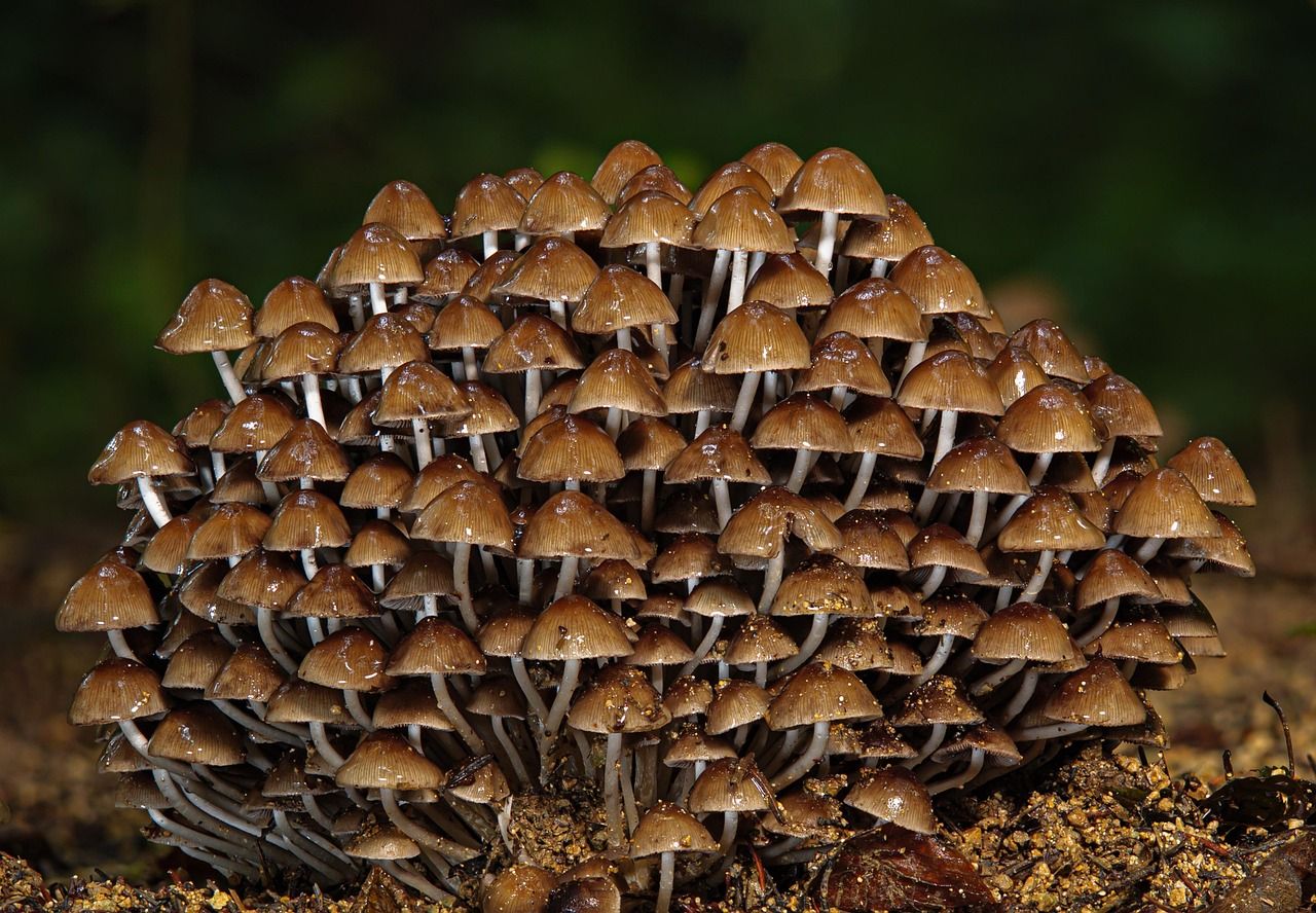 découvrez l'écologie, une science essentielle qui étudie les relations entre les êtres vivants et leur environnement. apprenez comment préserver notre planète tout en soutenant la biodiversité et en adoptant des pratiques durables.